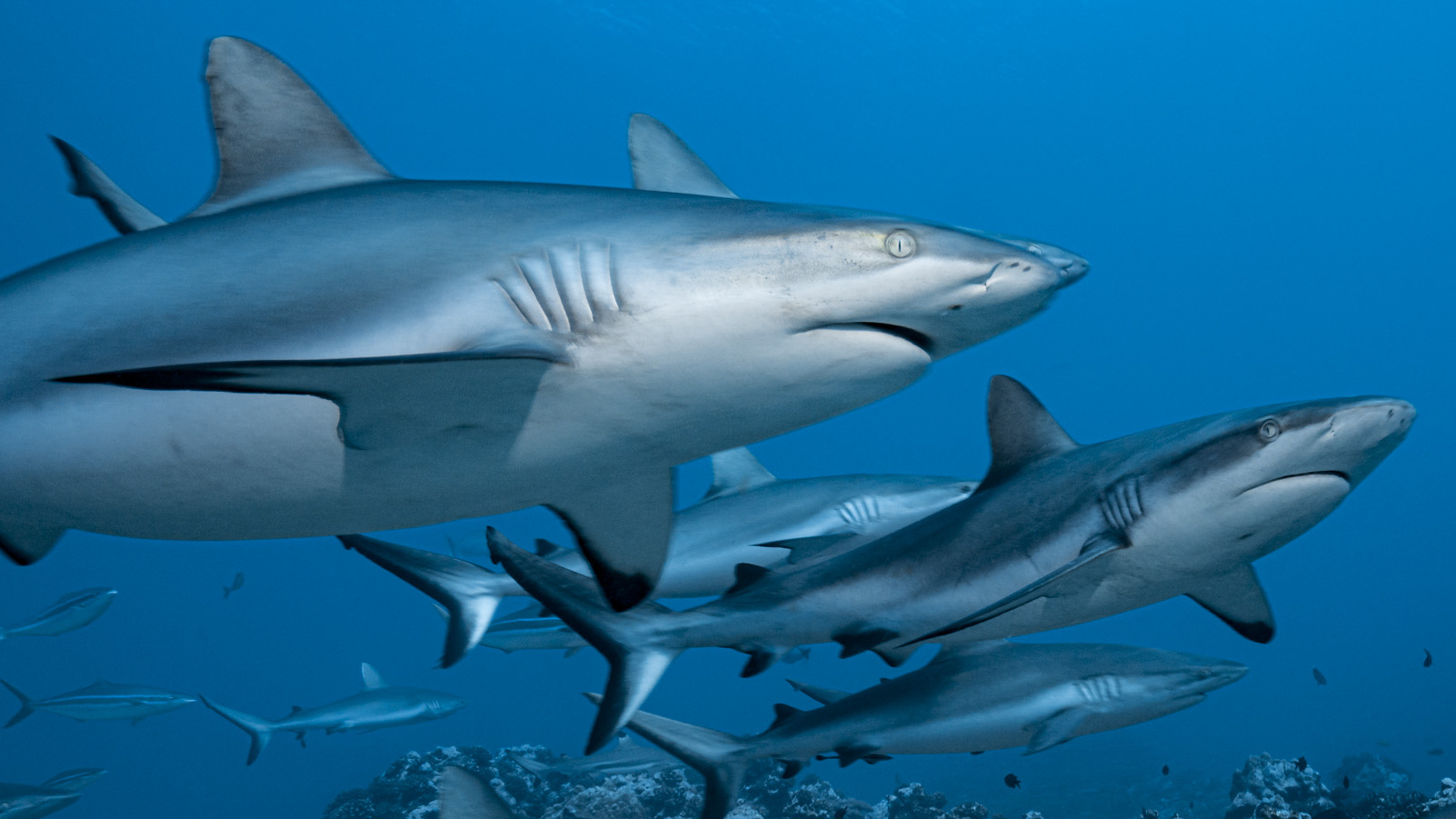 SHARKS | Global Environmental Conservation Organization - WWF Indonesia